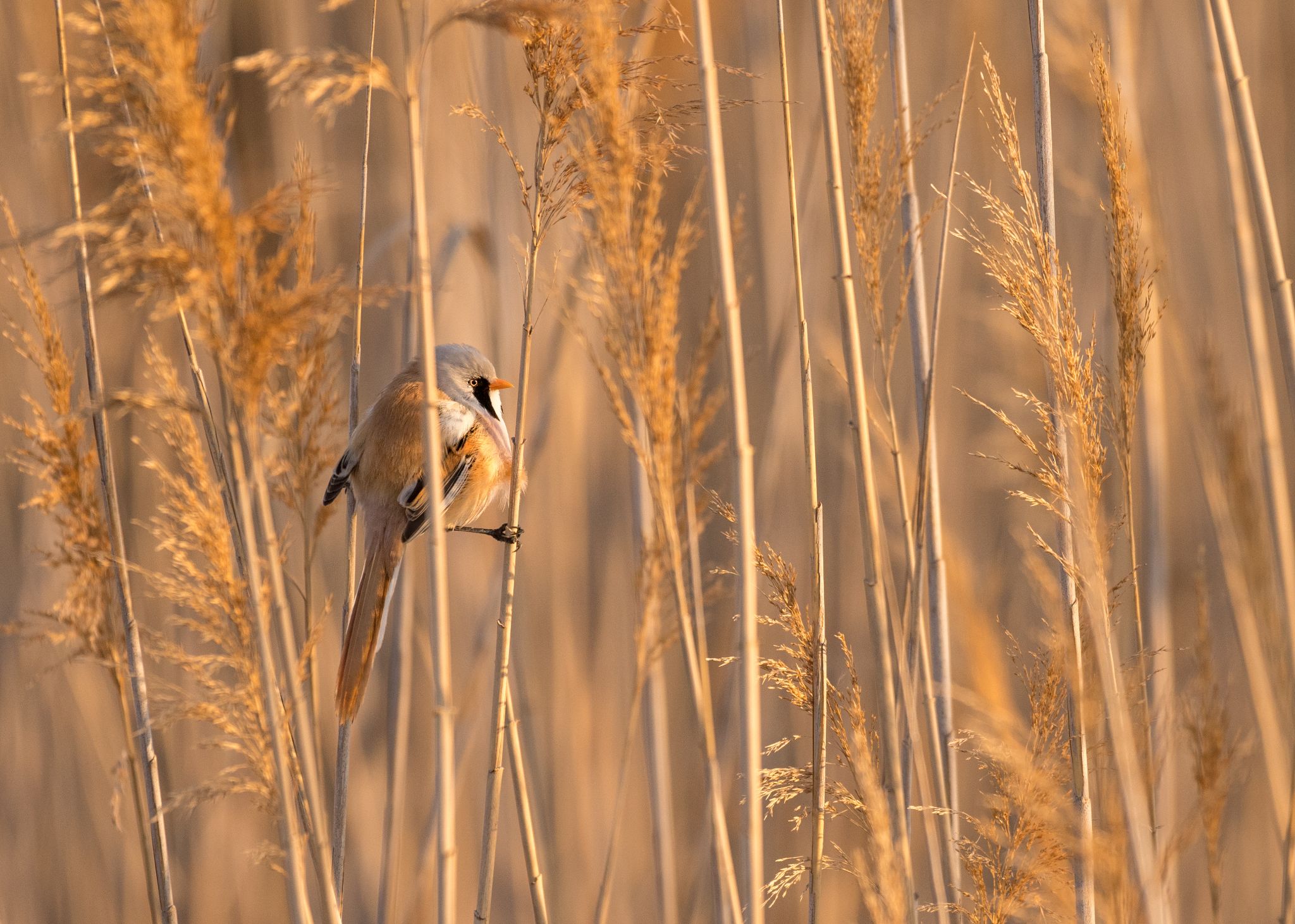 Bartmeise Männchen  (Panurus biarmicus)